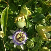 Маракуя (пасифлора), сіянець, 2 шт