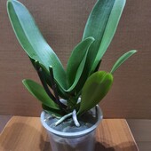 Орхидея фаленопсис. Цвет сюрприз