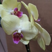 Орхидея фаленопсис.