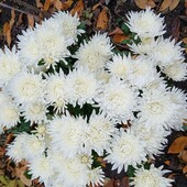 Великоквіткова хризантема біла