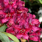 Рододендрон Busuki 