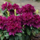 Рододендрон «Кали» —2 года