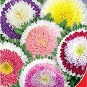 Семена Астры Сокровище Монтесумы, на растении формируется до 30 соцветий разнообразных окрасок.