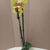 Жовтенька орхідея арома