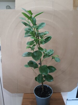 Фото №1 class=