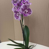 Біг ліп Simphony