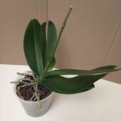 Орхідея Memories