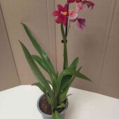 Червона ароматна камбрія