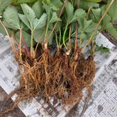 Клубника сорт Дарселект лот 10саженцев ：)