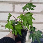 плющ Green Ripple у горщику 0,4 л, останній! Краща пора для посадок.