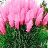 кортадерия розовая зкс