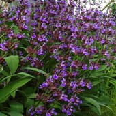 Шавлія лікарська, у лоті 2,5річн. , висота 40+ см