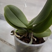 Орхідея відцвіташка,колір сюрприз