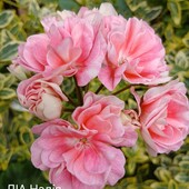 Пеларгонія ліа Надія