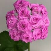 Пеларгонія марлезон 2