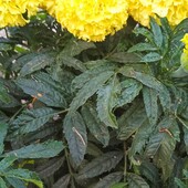 Домашнє насіння чорнобривців Еквінокс