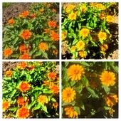 Насіння цинії Захара Санбаст