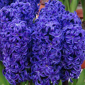 Гіацинт Blue Jacket - великі цибулини
