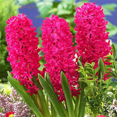 гіацинт садовий Jan Bos