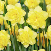 10+ шт - лот! Нарцисс. Нарцис. Цибулини нарцису. Луковицы нарцисса. Багаторічні квіти,