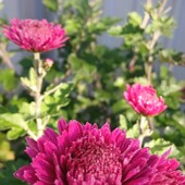 Хризантема бордова