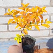 спірея японська Albiflora у горщику 0,5л, білоквіткова( актуальне фото у осінньому забарвленні)