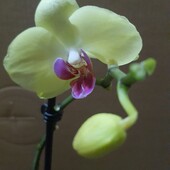 Орхидея фаленопсис.