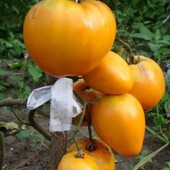 Томат Серце Ашхабаду, 15 насінин