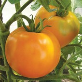 Томат Хурма, 20 насінин