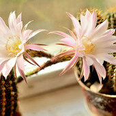 Цветущий кактус, очень красивый