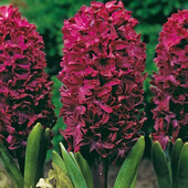 Гіацинт Woodstock (Вудсток) 1 цибулина (калібр 14/15 - великий)