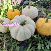 Міні гарбуз Касперіта