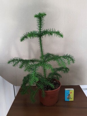 Фото №1 class=