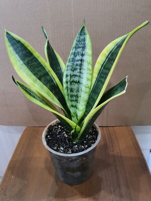 Фото №1 class=