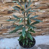 Дизиготека.Сорт Castor.