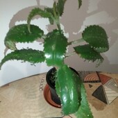 Каланхоэ-«комнатный женьшень» и «хирург без ножа.