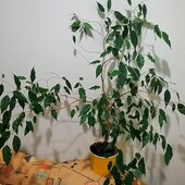 Фікус Бенджаміна Екзотика(Бенджаміна ‘Exotica’)