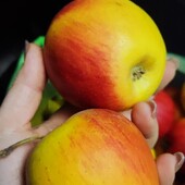 Яблуко домашне лот 5 кг