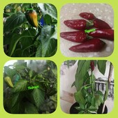 Перчик Tricolor Variegata