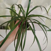 Драцена з гарними коренями