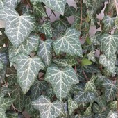 Плющ садовый обыкновенный. ЛОТ- 4 ветви плюща длинной от 20 см