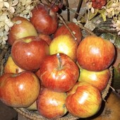 Лот яблука 3 кг і цибуля 3 кг