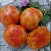 Томат Гном Конфетті 15 насінин