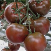 Томат Біг Блек, 20 насінин