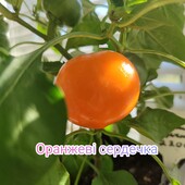 Перчик кімнатний (Оранжеві сердечка)