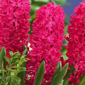 Гіацинт Jan Bos (Ян Бос) 1 цибулина (калібр 14/15