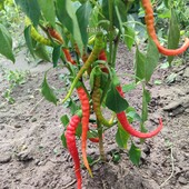 Перець Турецькі змії (солодкий)