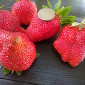 Клубника сорт Дарселект лот 10саженцев ：)