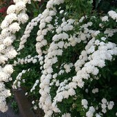 Спірея вангутта , спирея , невеста , білий кущ, жива огорожа саджанці