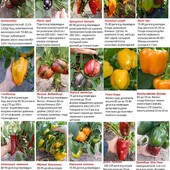 Найкращі сорти солодкого перцю, 15-20 насінин, сорт на вибір